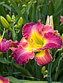 HEMEROCALLIS DRAGON KING