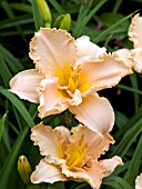 HEMEROCALLIS ELIZABETH SALTER