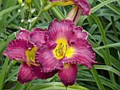 HEMEROCALLIS EVENING ENCHANTMENT