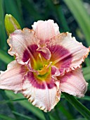 HEMEROCALLIS EYE CANDY