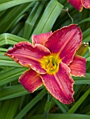 HEMEROCALLIS FIRES OF VARANASI