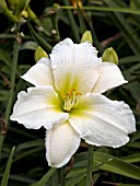 HEMEROCALLIS GENTLE SHEPHERD