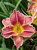 HEMEROCALLIS GLAZED FIRE