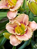 HEMEROCALLIS GOBLIN MOON