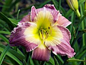 HEMEROCALLIS GRAND PALAIS