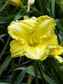 HEMEROCALLIS ISLE OF CAPRI