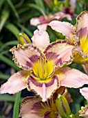 HEMEROCALLIS ITZA MIRAGE