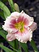 HEMEROCALLIS JANET BENZ