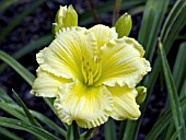 HEMEROCALLIS LEMON BOUQUET