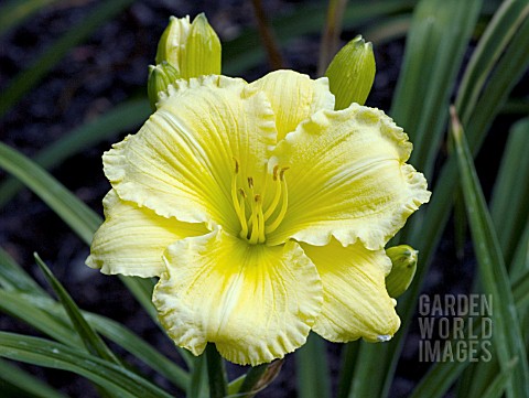 HEMEROCALLIS_LEMON_BOUQUET