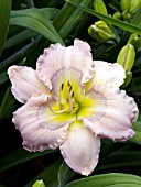 HEMEROCALLIS MAGNIFICENT RAINBOW