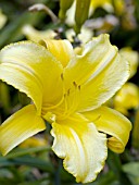 HEMEROCALLIS MARY TODD