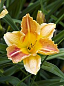 HEMEROCALLIS MOST UNUSUAL