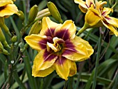 HEMEROCALLIS MOUNT HELENA