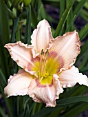 HEMEROCALLIS PAPILLON