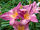 HEMEROCALLIS QUEEN OF ROSES