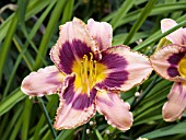 HEMEROCALLIS RASCAL EYES