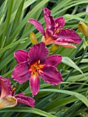 HEMEROCALLIS RASPBERRY WINE