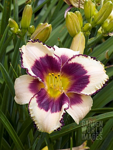 HEMEROCALLIS_RAVE_ON