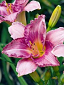 HEMEROCALLIS READ MY LIPS