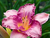 HEMEROCALLIS READ MY LIPS