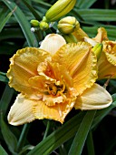 HEMEROCALLIS ROBBIE BUSH