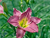 HEMEROCALLIS ROSE CASTLE