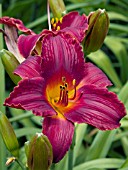 HEMEROCALLIS ROYAL EXCHECQUER