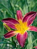 HEMEROCALLIS RUBY SPIDER