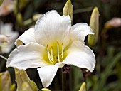 HEMEROCALLIS SERENE MADONNA