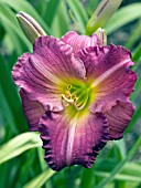 HEMEROCALLIS SILOAM ROYAL PRINCE