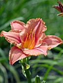 HEMEROCALLIS SOUTH SEAS