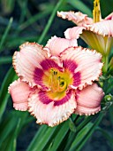 HEMEROCALLIS STRAWBERRY CANDY