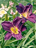 HEMEROCALLIS STRUTTERS BALL