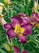 HEMEROCALLIS TAKEN BY STORM