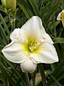 HEMEROCALLIS WHITE HOT