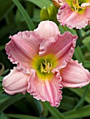 HEMEROCALLIS WOODSIDE ROMANCE