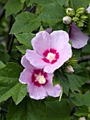 HIBISCUS SYRIACUS MINERVA