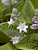 HOSTA AUGUST MOON FLOWER