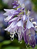 HOSTA FLOWER CLOSE UP