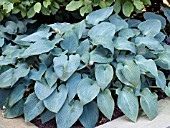 HOSTA HALCYON