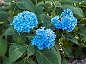 HYDRANGEA MACROPHYLLA ENDLESS SUMMER