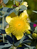 HYPERICUM FRONDOSUM SUNBURST