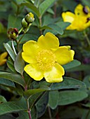 HYPERICUM HIDCOTE