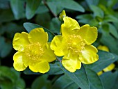 HYPERICUM HIDCOTE