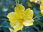 HYPERICUM HIDCOTE