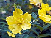 HYPERICUM HIDCOTE