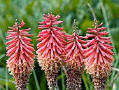 KNIPHOFIA