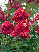 LAGERSTROEMIA DYNAMITE