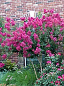 LAGERSTROEMIA TONTO